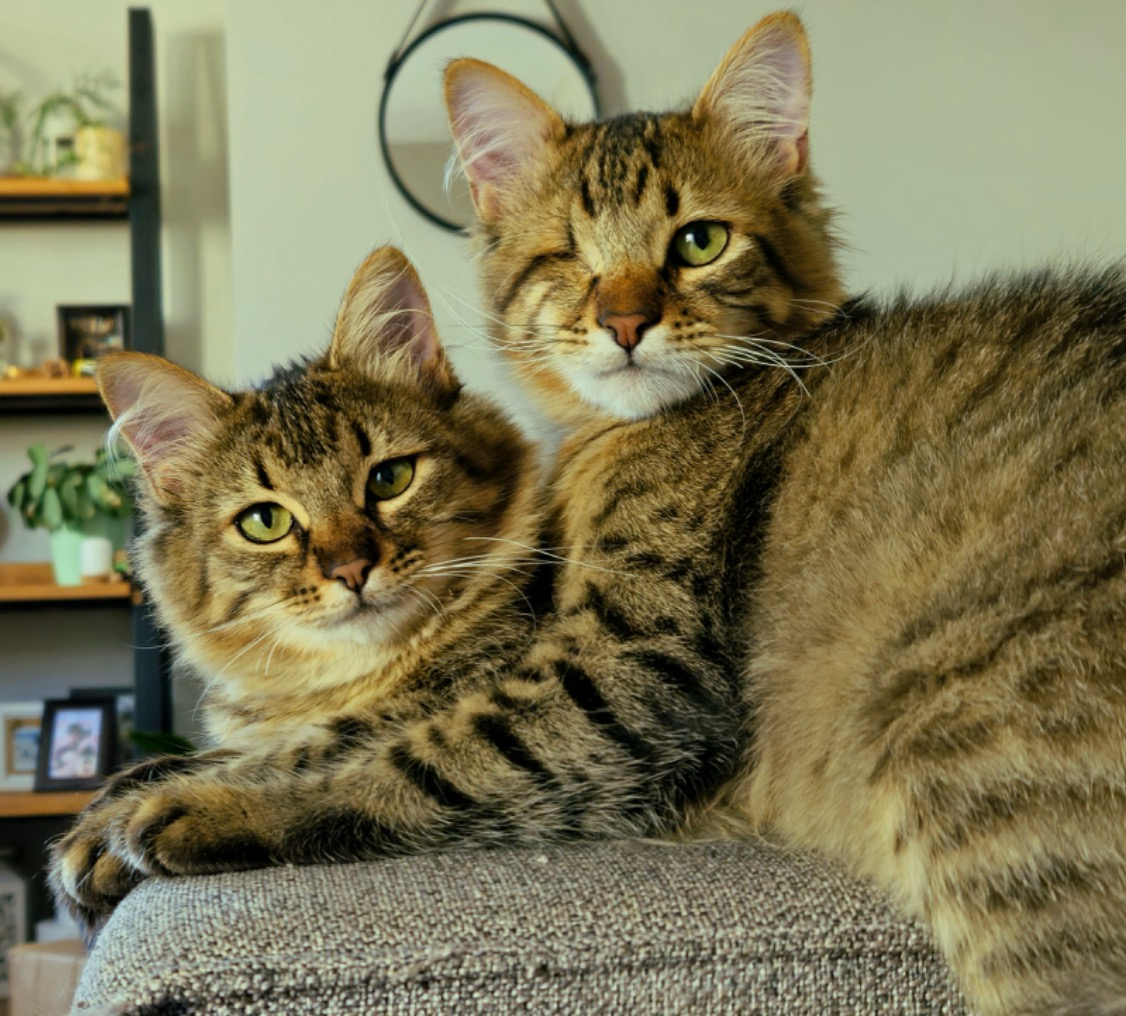 Misa and Odin Misa and Odin